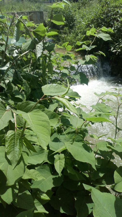 Cottage Forest Stream Visoko Dış mekan fotoğraf